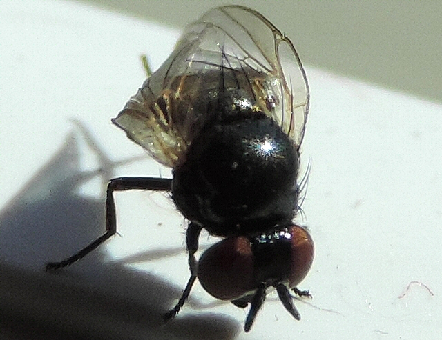 Black Fig Fly: costal break just before the junction of the subscosta and the costa.