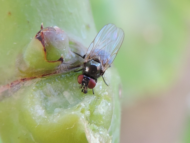 Black Fig Fly: wing anterior edge venation, seen from afar