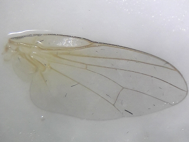 Black Fig Fly: wing venation.