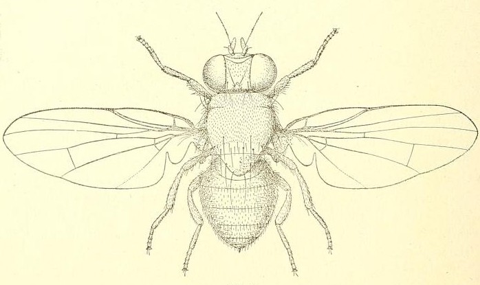 Black Fig Fly female.