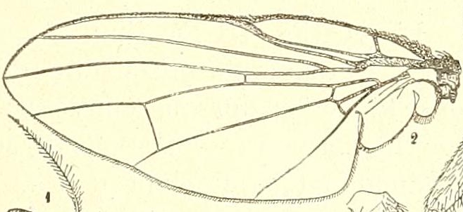 Black Fig Fly's wing nervation.