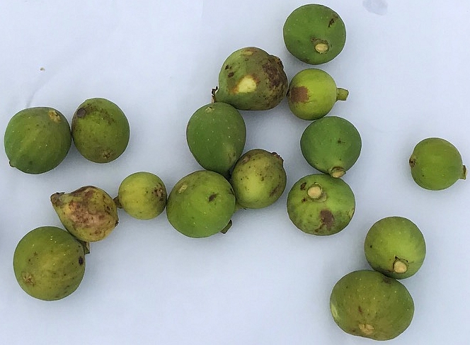 Unripe figs of the 'Blanca' variety attacked by Silba adipata McAlpine - December 13, 2019.