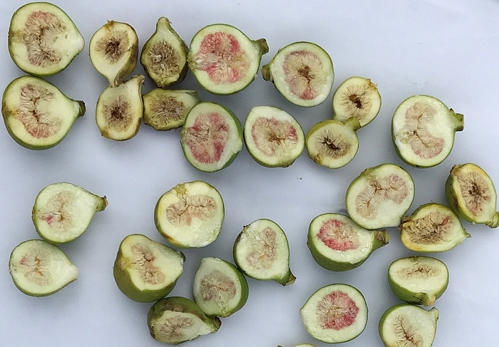 Unripe figs of the 'Blanca' variety infested by Silba adipata McAlpine - December 13, 2019.