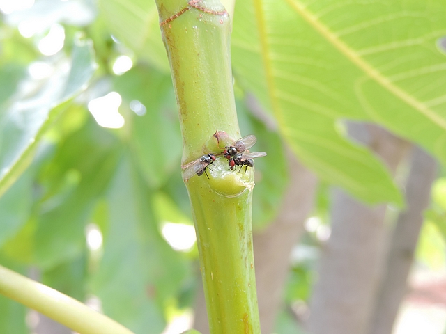 Three black fig flies consuming latex on a green fig tree twig of the year.