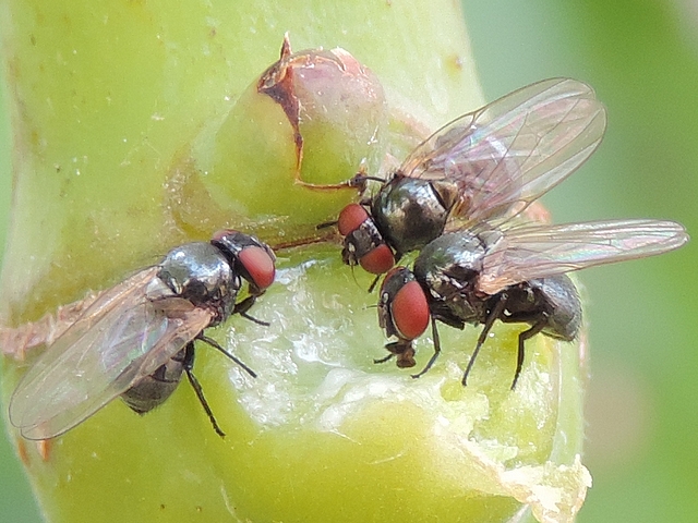 Three black fig flies consuming latex on a green fig tree twig of the year.