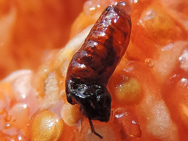 Dead imago of Silba adipata McAlpine in a ripe fig, partially extracted from the pupa.
