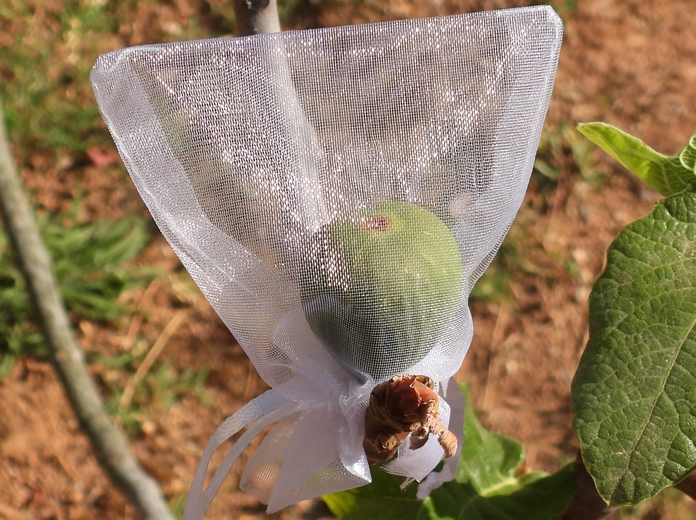 Unripe fg individual bagging against the Black Fig Fly (Silba adipata McAlpine).