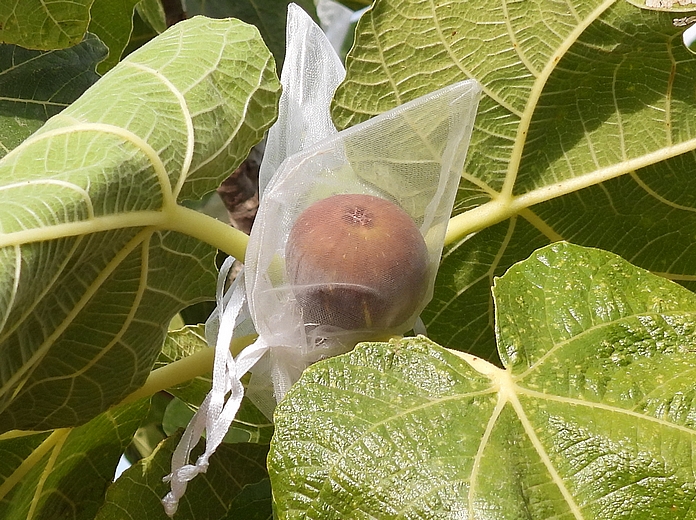 Protection against Silba adipata McAlpine: fig having reached the maturity stage in an individual organza bag.