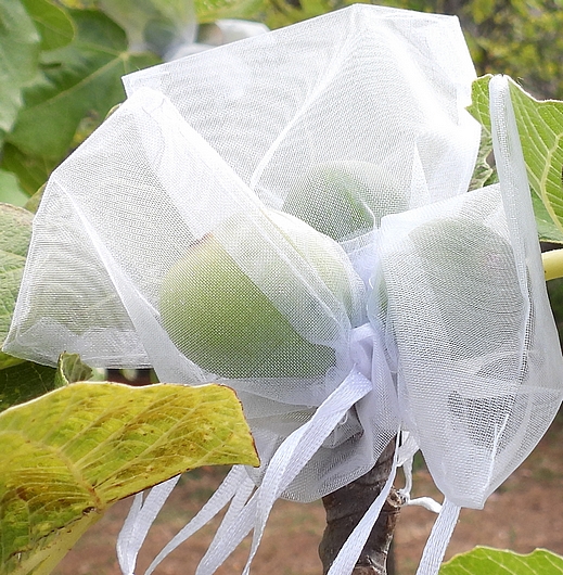 Individually bagged unripe figs against the Black Fig Fly (Silba adipata McAlpine).
