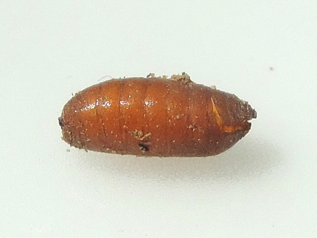 Black Fig Fly (Silba adipata McAlpine) : empty pupa found in the soil.