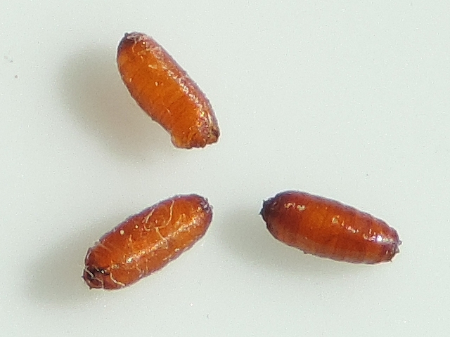 Three Black Fig Fly pupae.