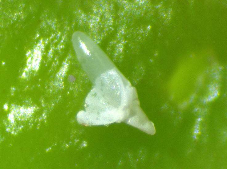 Silba adipata McAlpine: egg with the yolk partially revealed, after scraping the chorion.