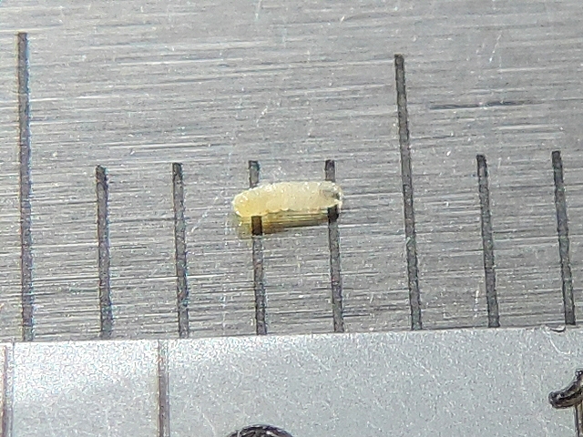 Silba adipata McAlpine larva 1.5 mm long.