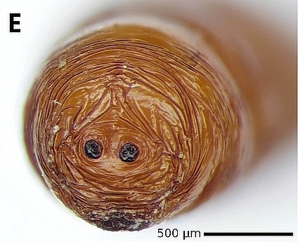Silba adipata McAlpine pupa: back side.