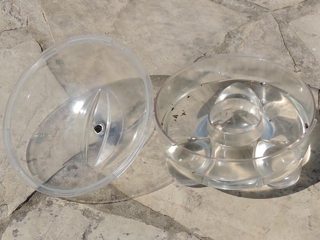 Silba adipata McAlpine: fully transparent trap inspection.