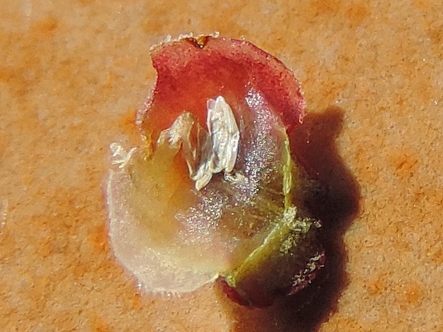 Silba adipata McAlpine: empty eggs envelopes under an unripe fig reddish ostiolar scale.