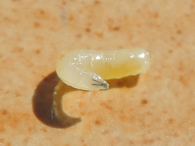 Silba adipata McAlpine larva: tiny cephalic capsule protuding from the first thoracic segment.