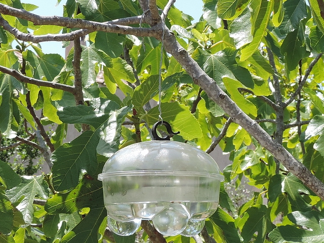 Silba adipata McAlpine: transparent trap with a holed and upturned bottom, in a fig bush ('Bellone' variety).