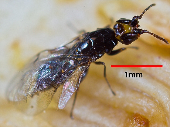 Female blastophage: length estimation.