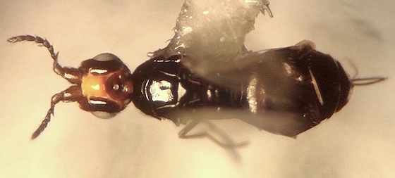 Female blastophage: estimation of the abdomen width / body length ratio.