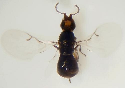 Female blastophage: estimation of the abdomen width / body length ratio.