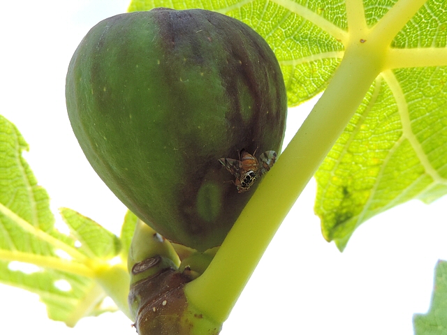 Ceratitis capitata Wiedemann laying eggs in a Silba adipata McAlpine larva exit hole.