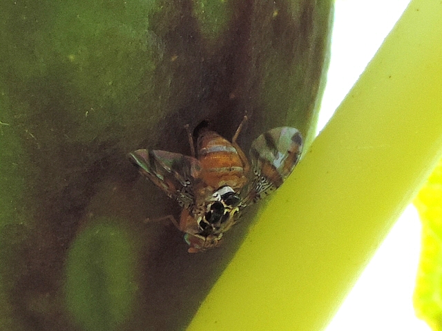 Ceratitis capitata Wiedemann laying eggs in a Silba adipata McAlpine larva exit hole.