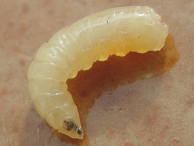 Ceratitis capitata Wiedemann larva.