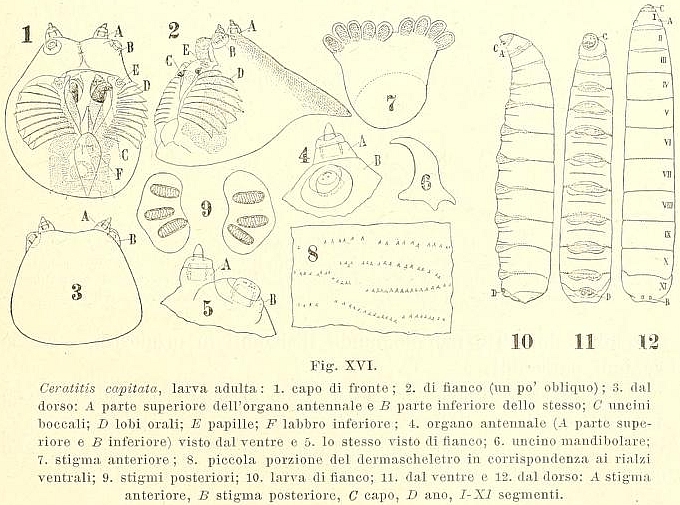 Ceratitis capitata Wiedemann larva descriptive figures.