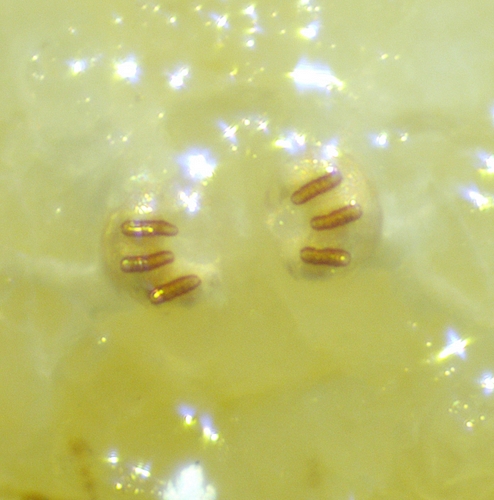 Ceratitis capitata Wiedemann larva posterior spiracles.