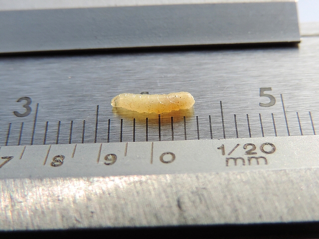 Measuring a Ceratitis capitata Wiedemann larva extracted from an overrripe 'Bellone' fig.