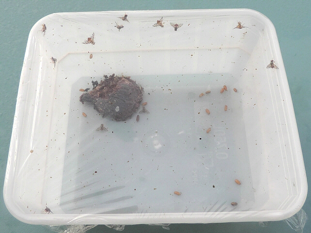 Ripe fig in emergence box having released Ceratitis capitata Wiedemann imagos.