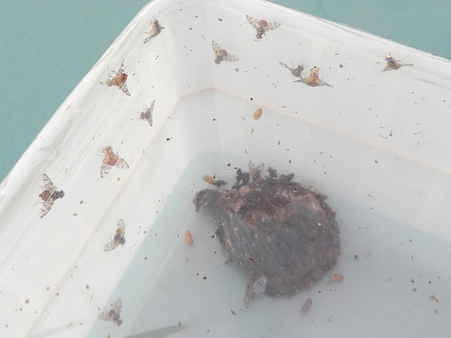 Ripe fig in emergence box having released Ceratitis capitata Wiedemann imagos.