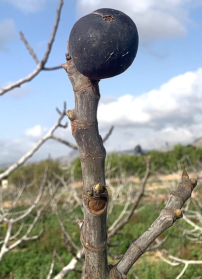 'Colar de Albatera' fig having ripened at the end of the branch after the second harvest (mid-November 2024).