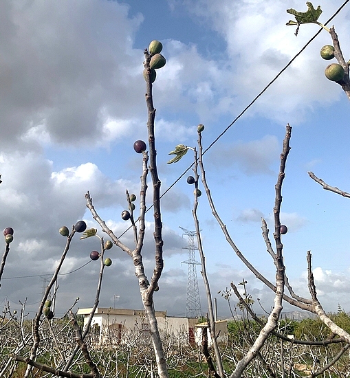 'Colar de Albatera' figs ripening at the tips of the branches after the second harvest (mid-November 2024).