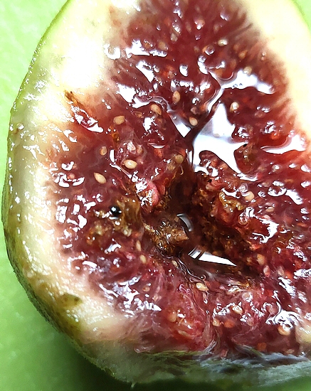 Detection of a blackish rounded mass in the infructescence of the D2 fig.
