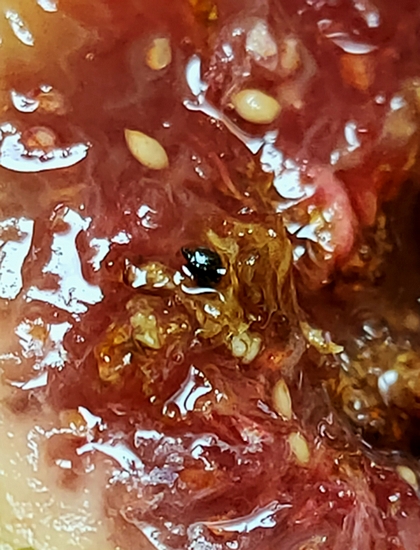 Detection of a blackish rounded mass in the infructescence of the D2 fig.