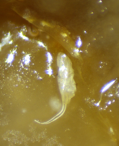 A Drosophila suzukii Matsumura chorion found under an ostiolar scale of 'Dalmatia' ripe fig no. 4.