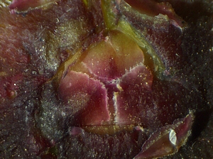Reddened immature fig ostiolar scales (Silba adipata McAlpine oviposition).