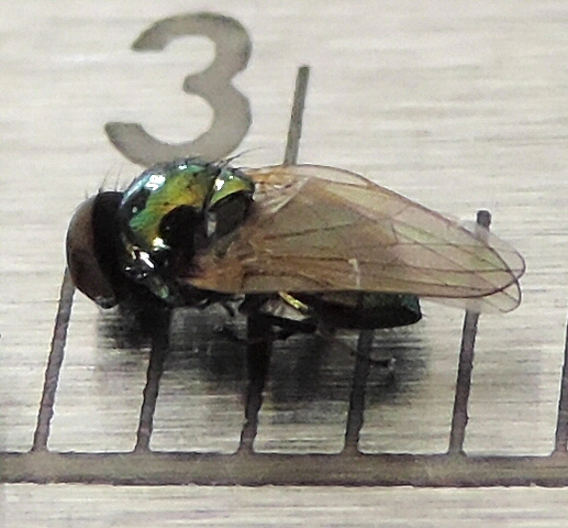 Lamprolonchaea smaragdi Walker.