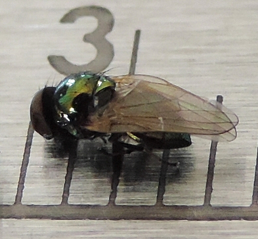 Lamprolonchaea smaragdi Walker, 1849.