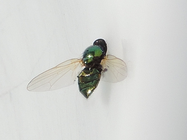 Lamprolonchaea smaragdi Walker, 1849 : specific emerald green colour.