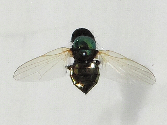 Lamprolonchaea smaragdi Walker, 1849.