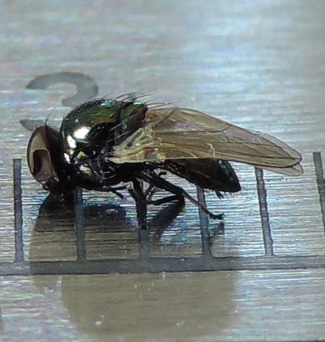 Lamprolonchaea smaragdi Walker, 1849.