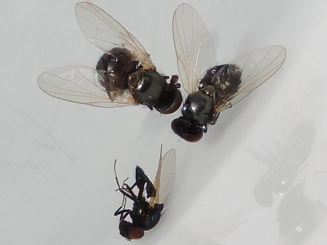 A lamprolonchaea smaragdi Walker individual compared to two  Silba adipata McAlpine individuals.