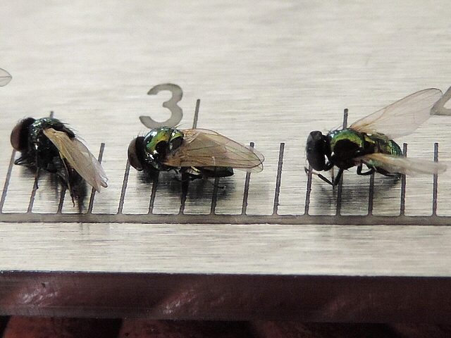 Lamprolonchaea smaragdi Walker, 1849.