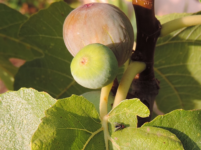 Nyctia halterata Panzer on a fig tree leaf.