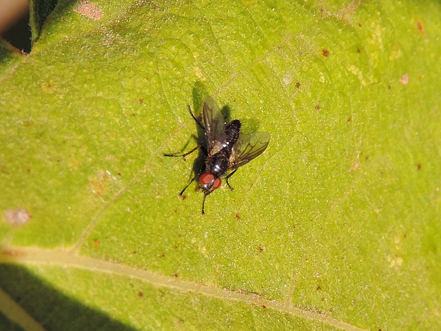 Nyctia halterata Panzer on a fig tree leaf.