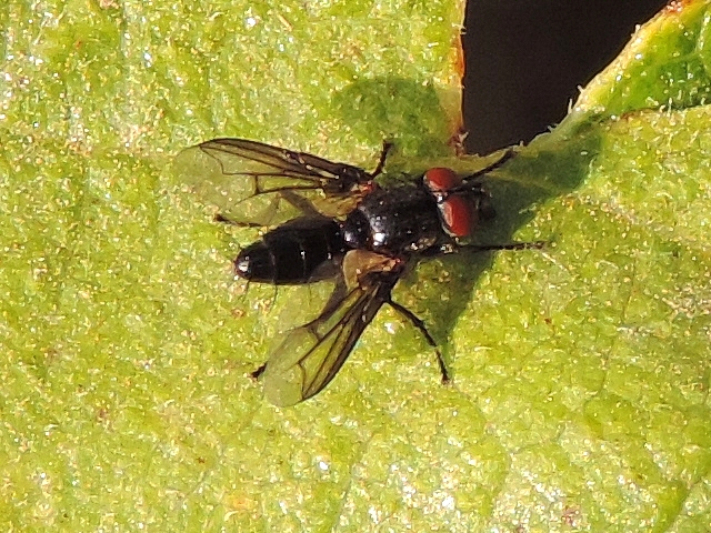 Nyctia halterata Panzer on a fig tree leaf.