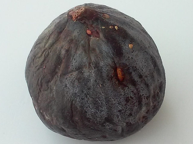 Pupa on the flank of a ripe fig ('Bourjassotte Noire' variety).